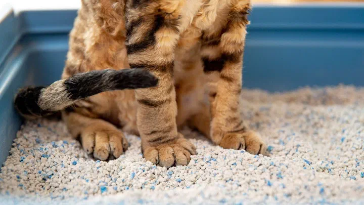 Mèo vàng vằn đứng trong khay cát vệ sinh màu xanh trải cát đất sét vón cục