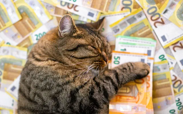 Chi phí nuôi mèo có đắt không? Cập nhật mới nhất 2026