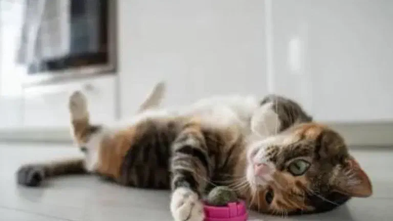 Mèo tam thể nằm ngửa trên sàn ôm một món đồ chơi tròn màu hồng có nhồi catnip