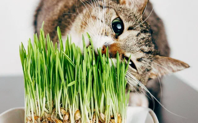 Cỏ mèo catnip là gì? 5 cách dùng catnip hiệu quả nhất để chăm sóc thú cưng của bạn!