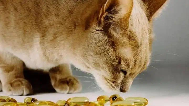 Mèo lông kem cúi ngửi những viên dầu cá màu vàng óng rải trên mặt bàn