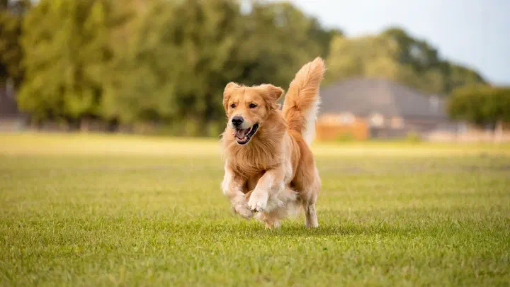 Chó Golden Retriever chạy trên bãi cỏ xanh