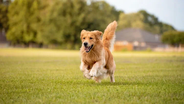 Chó Golden Retriever chạy trên bãi cỏ xanh