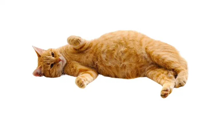 Mèo vàng béo nằm nghiêng duỗi người trên nền trắng