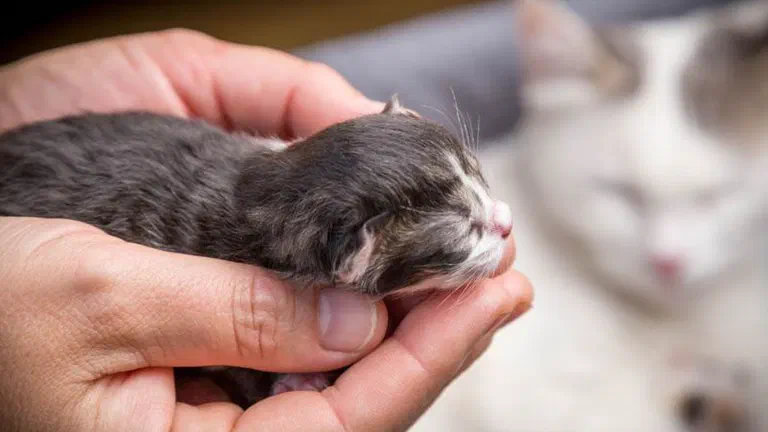 Bàn tay nâng một bé mèo sơ sinh còn nhắm mắt, mèo mẹ nằm phía sau