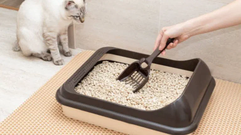 Người dùng xẻng hốt khay cát viên nén trong khi một bé mèo Xiêm ngồi nhìn