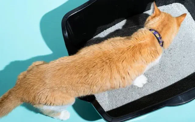 Dạy mèo đi vệ sinh đúng chỗ với 3 bước hiệu quả