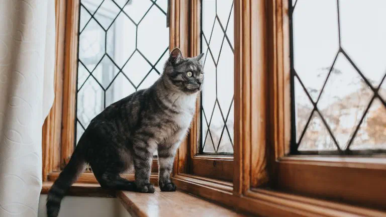 Mèo mướp xám đứng trên bệ cửa sổ gỗ nhìn ra ngoài qua ô kính