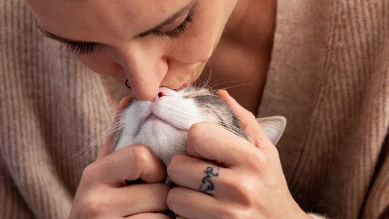 Người áp mặt hôn lên đầu một bé mèo trắng xám