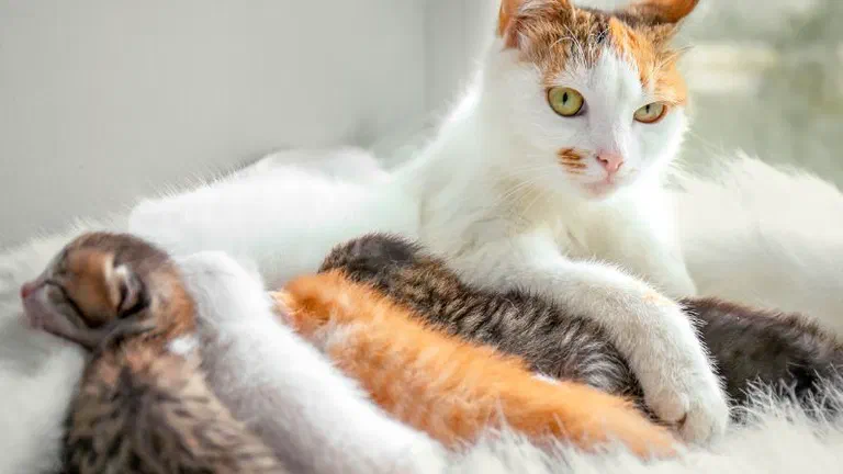 Mèo mẹ tam thể nằm bên cửa sổ cùng đàn mèo con sơ sinh trên tấm lông trắng