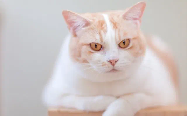 Đỡ đẻ cho mèo
