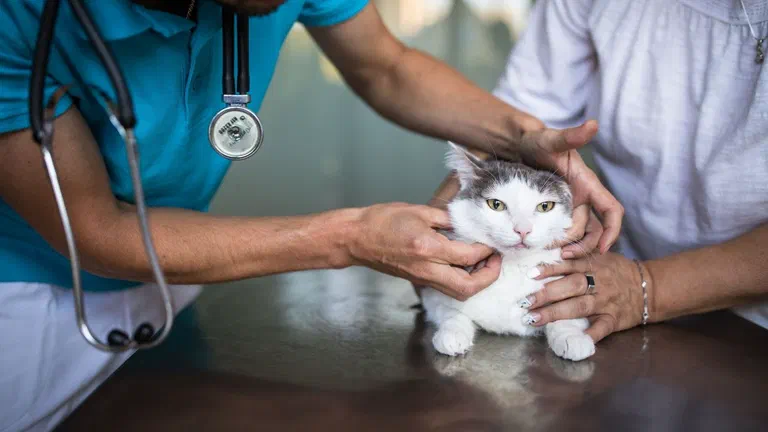 Bác sĩ thú y đeo ống nghe khám cho một bé mèo trắng xám được chủ giữ trên bàn khám