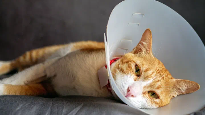 Mèo vàng trắng đeo vòng chống liếm, nằm lả trên đệm xám