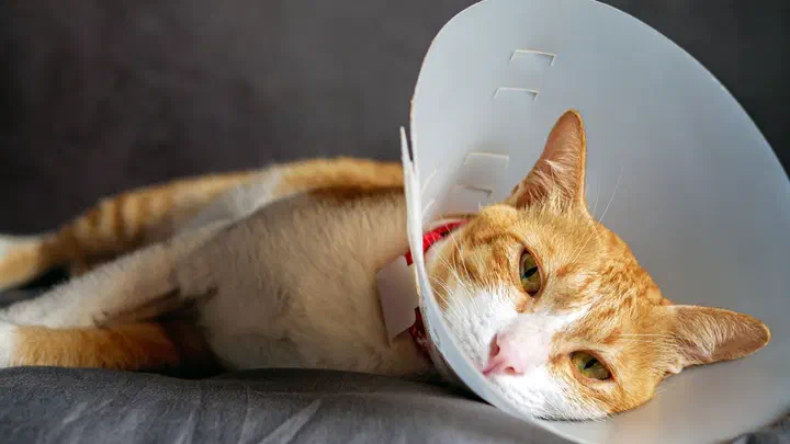 Mèo vàng trắng đeo vòng chống liếm, nằm lả trên đệm xám