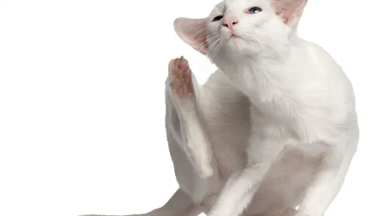 Mèo Phương Đông lông trắng ngắn đưa chân sau lên gãi vùng tai trên nền trắng
