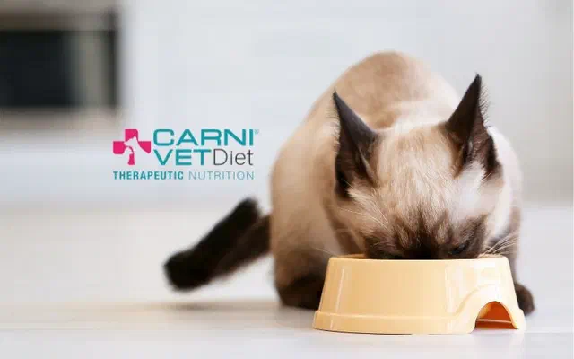 Carni Vet Diet | Thức ăn thú y trị liệu hoàn chỉnh | Cập nhật mới nhất 2026