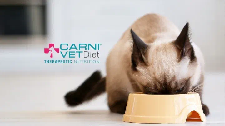Mèo Xiêm cúi ăn hạt trong bát nhựa màu kem, bên cạnh logo Carni Vet Diet