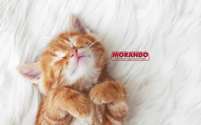 Hạt Morando có gì nổi bật? 242+ lựa chọn thức ăn chó mèo mới nhất 2026