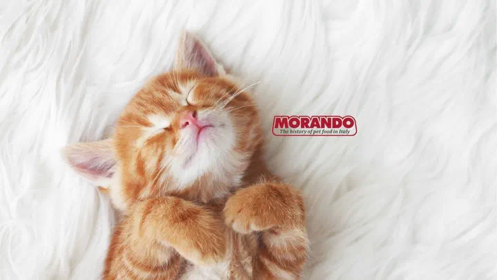 Mèo con lông vàng cam nằm ngủ trên thảm lông trắng bên cạnh logo Morando