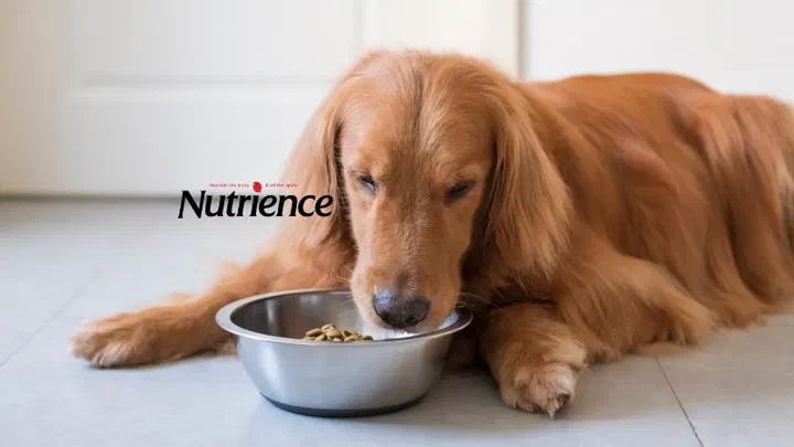 Chó Golden Retriever nằm cúi ăn hạt trong bát inox, bên cạnh logo Nutrience