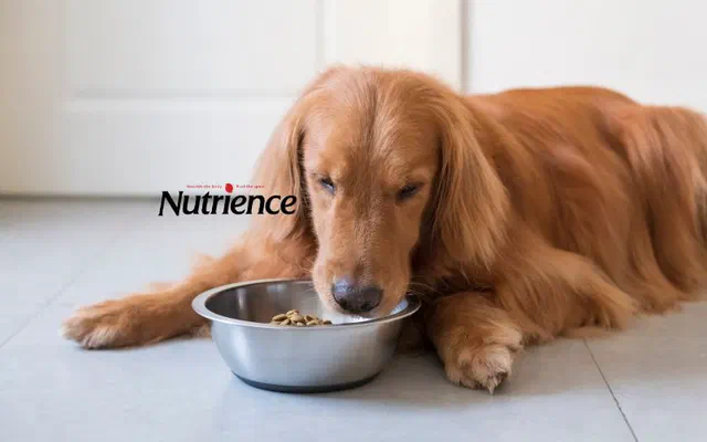 Hạt Nutrience cho chó - Dòng hạt tốt nhất năm 2026