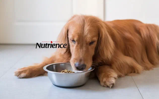 Hạt Nutrience cho chó - Dòng hạt tốt nhất năm 2026