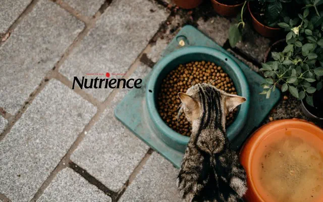 Hạt Nutrience cho mèo có gì nổi bật? 3 dòng hạt tốt nhất năm 2026