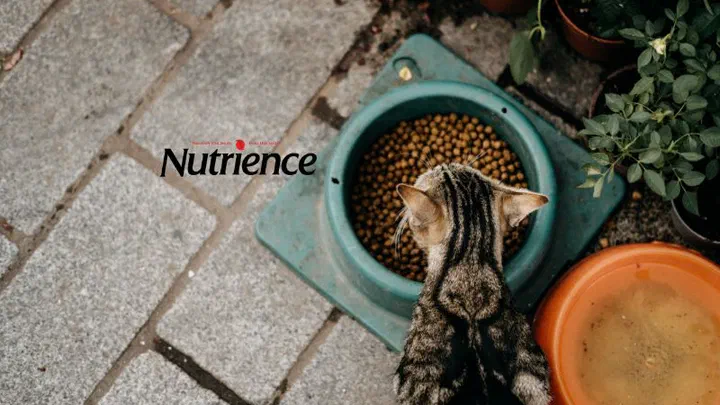 Nhìn từ trên xuống một chú mèo mướp ăn hạt trong bát xanh ngoài sân gạch, bên cạnh logo Nutrience
