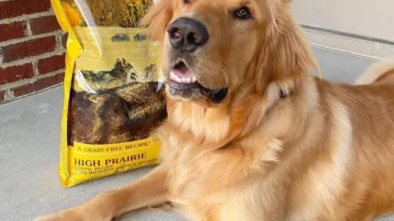 Chó Golden Retriever nằm cạnh túi hạt Taste of the Wild High Prairie trước hiên nhà