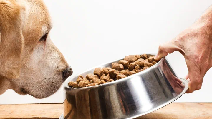 Chó Labrador vàng ngửi bát thép đựng đầy hạt khô do một bàn tay đưa tới