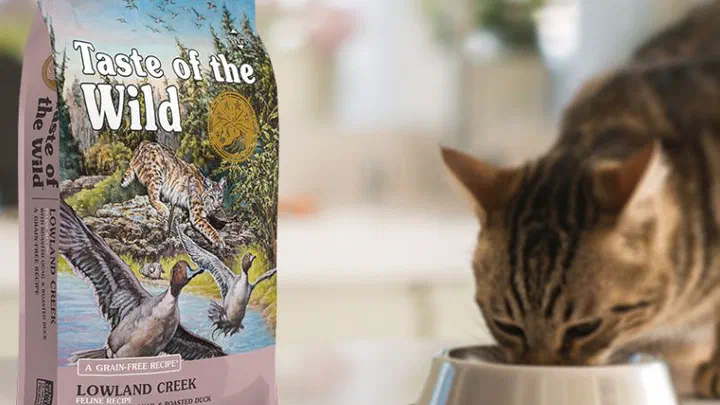 Túi hạt Taste of the Wild Lowland Creek đặt cạnh một bé mèo mướp đang ăn từ bát inox