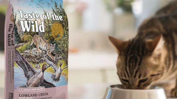Túi hạt Taste of the Wild Lowland Creek đặt cạnh một bé mèo mướp đang ăn từ bát inox