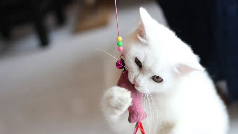 Mèo con lông trắng giơ chân vờn món đồ chơi cần câu có chuông và lông vũ