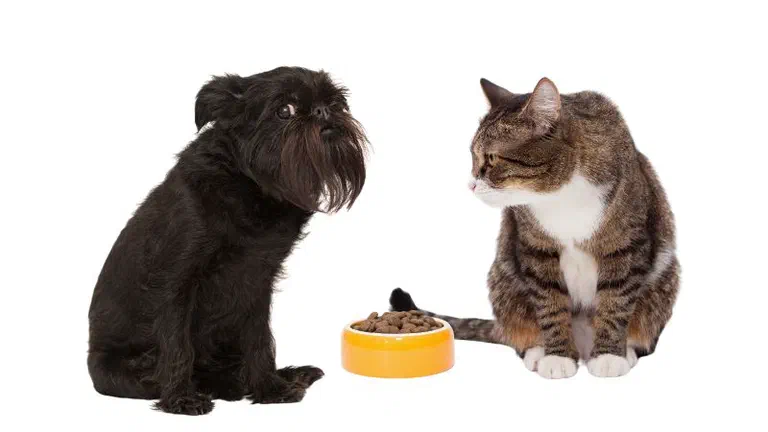 Một chú chó đen nhỏ và một bé mèo mướp ngồi hai bên bát thức ăn màu vàng