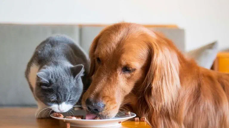 Mèo Anh lông ngắn xám và chó Golden Retriever cùng ăn từ một chiếc đĩa trên bàn gỗ