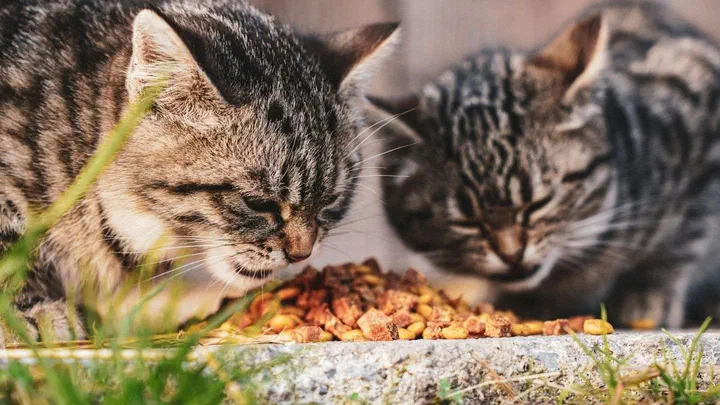 Hai bé mèo mướp cúi ăn hạt trộn trên bệ đá ngoài sân