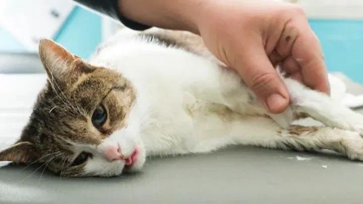 Bác sĩ thú y khám vùng bụng cho một bé mèo mướp trắng nằm lả trên bàn khám