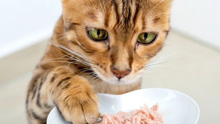 Mèo Bengal đặt chân lên đĩa sứ trắng đựng thịt cá ngừ xé nhỏ