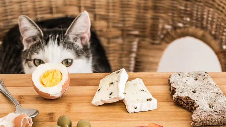 Mèo mướp trắng nấp sau mép bàn nhìn đĩa gỗ bày trứng luộc, phô mai, ô liu và ớt chuông