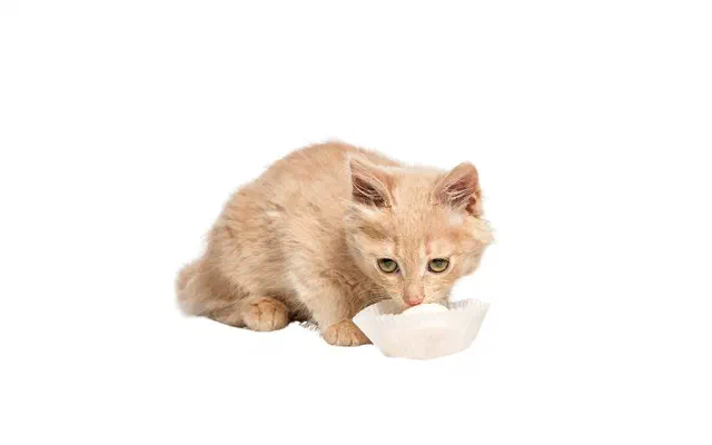 Mèo ăn gì là tốt? 9 loại thực phẩm tốt nhất các bé nên ăn hàng ngày