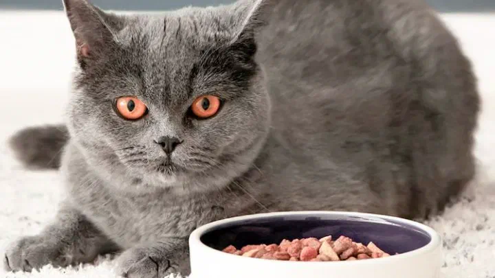 Mèo Anh lông ngắn màu xám nằm bên bát sứ đựng thức ăn ướt