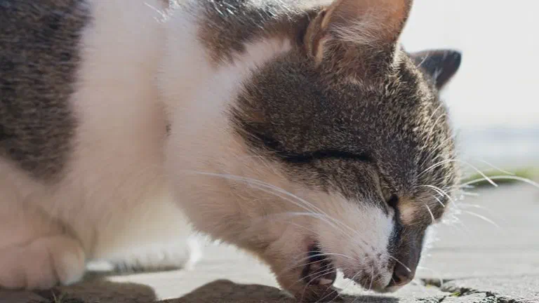Mèo mướp trắng cúi đầu nôn khan trên nền sân bê tông