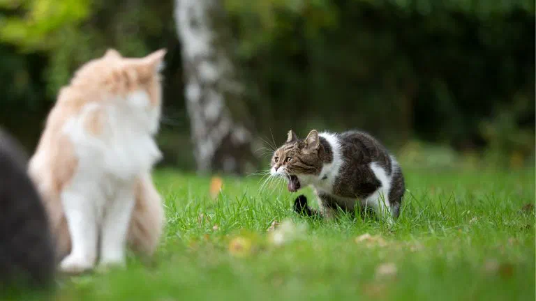 Mèo mướp trắng khom lưng, há miệng nôn trên bãi cỏ trước mặt một bé mèo khác