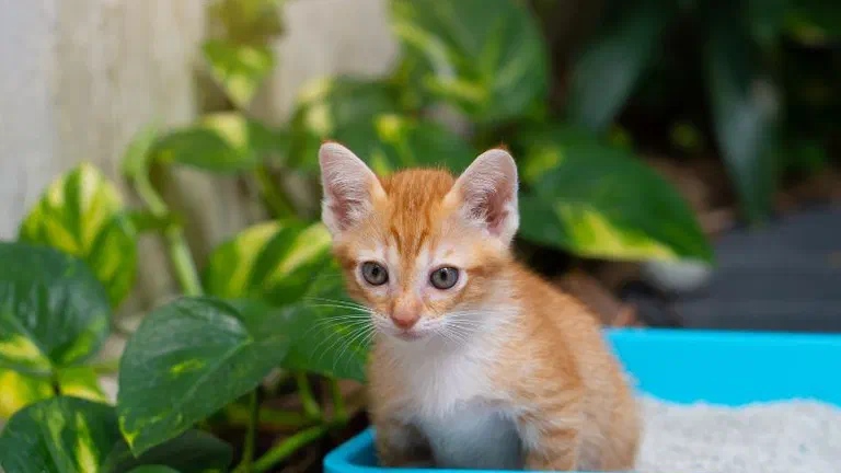 Mèo con lông vàng ngồi trong khay cát vệ sinh màu xanh đặt ngoài sân