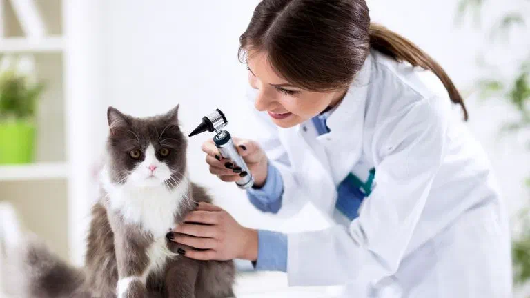 Bác sĩ thú y khám tai cho một chú mèo lông dài xám trắng trên bàn khám