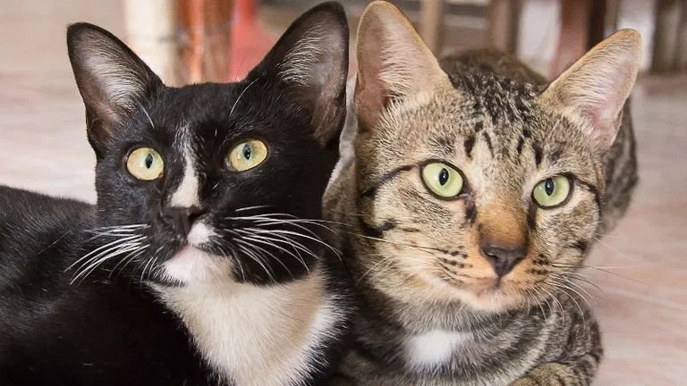 Hai bé mèo, một bé đen trắng và một bé tabby, nằm sát nhau trên nền nhà