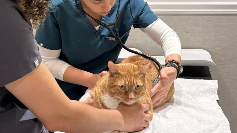 Hai nhân viên thú y giữ và khám một bé mèo vàng trên bàn khám