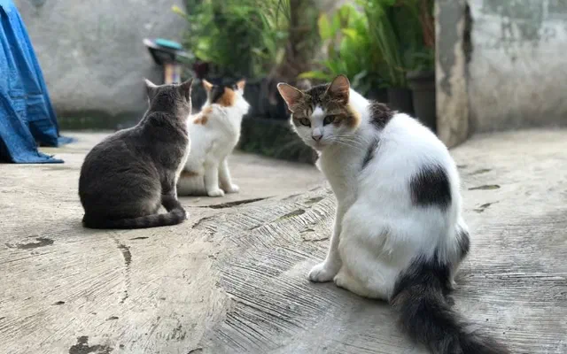 Mèo cái triệt sản có gào đực không