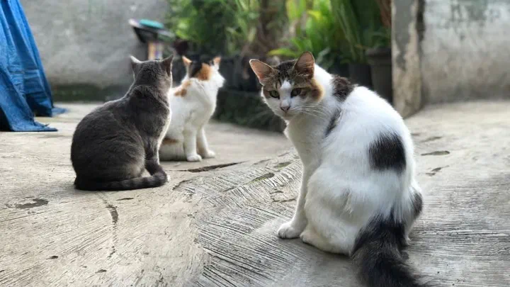 Ba bé mèo ngồi tách nhau trên sân xi măng trước hiên nhà