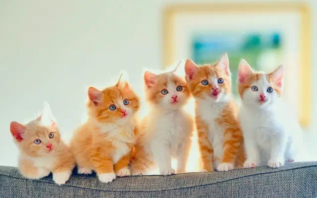 Mèo con mấy ngày mở mắt? Các giai đoạn phát triển của mèo sơ sinh